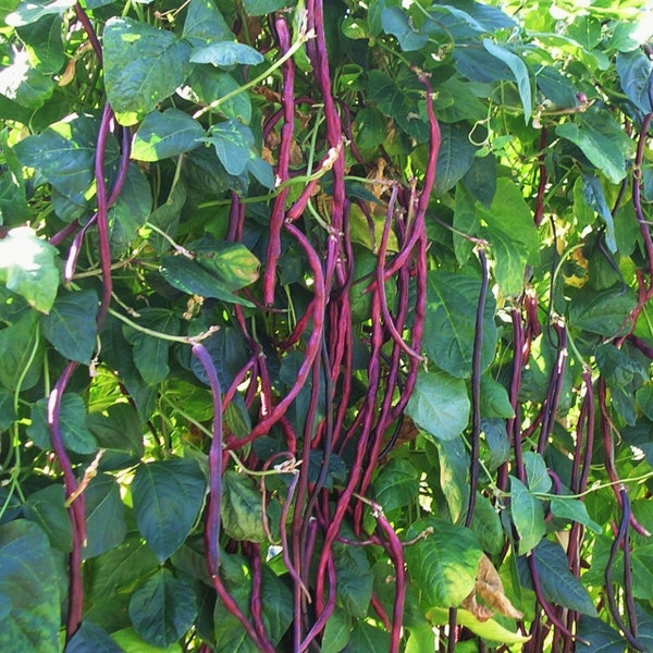 Purple Mart Yard Long Bean Seeds | Asparagus, Beans, Chinese, Dark Red Brown Beans Pink Pole Asian Vegetable Seed 2024 Season Fast Shipping