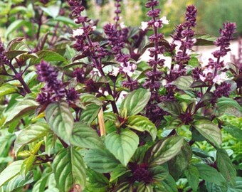 Licorice Basil Seeds | Ocimum Basilicum Anise Anethole Herb Garden Thai Persian Aromatherapy Tarragon Seed For 2024 Season Fast Shipping