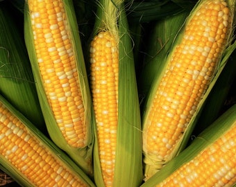 Peaches and Cream Sweet Corn Seeds | Bicolor Yellow & White Hybrid Sugary-Enhanced SE Untreated USA Vegetable Seed 2024 Season Fast Shipping