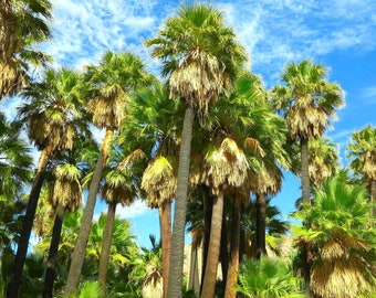 Giant California Fan Palm Tree Seeds | Washingtonia Filifera Tall Mexican Desert Tropical Perennial Trees Seed For 2024 Season Fast Shipping