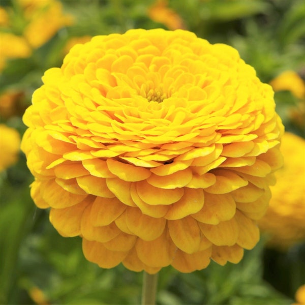 Canary Bird Zinnia Seeds | Yellow Zinnia Elegans Giant Cut & Come Again Heat Tolerant Long Blooms Flower Seed For 2024 Season Fast Shipping