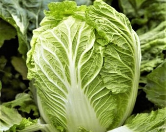 Yong Chinese Napa Cabbage Seeds | Non GMO USA Garden Planting Growing Bok Choy Green Asian Vegetable Seed For 2024 Season Fast Shipping