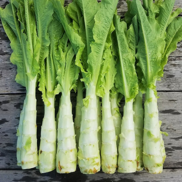 Celtuce Seeds (Stem Lettuce) | Summer 38 Slow Bolting Taiwanese Celery Asparagus Chinese 莴笋 油麦菜 Asian Vegetable Seed For 2024 Fast Shipping