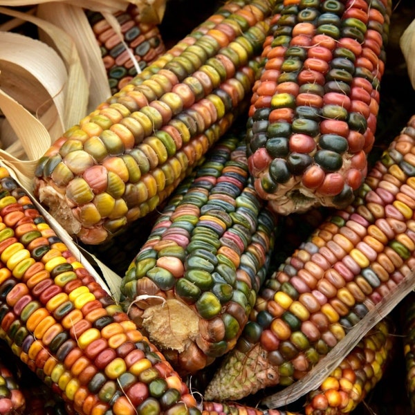 Erdtöne Ziermaissamen | Pastellfarben Regenbogen Indischer Mais Mehrfarbiges Glas Gem Flint Calico Popcorn Samen für 2024 Schneller Versand