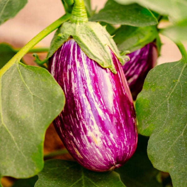 Pandora Striped Rose Eggplant Seeds | Purple White Stripe Aubergine Fairytale Fairy Graffiti Listada De Gandia Seeds For 2024 Fast Shipping