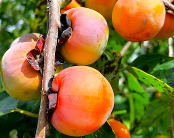 American Persimmon Tree Seeds | Diospyros Virginiana Common Eastern Persimmons Perennial Fruit Trees Seed For 2024 Season Fast Shipping