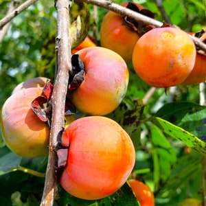 American Persimmon Tree Seeds | Diospyros Virginiana Common Eastern Persimmons Perennial Fruit Trees Seed For 2024 Season Fast Shipping