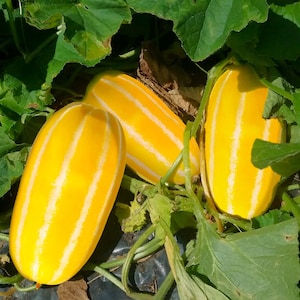 Golden Giant Korean Melon Seeds | Hybrid F1 Chamoe Yellow Striped Oriental Cantaloupe Ginkaku Asian Fruit Seed For 2024 Season Fast Shipping