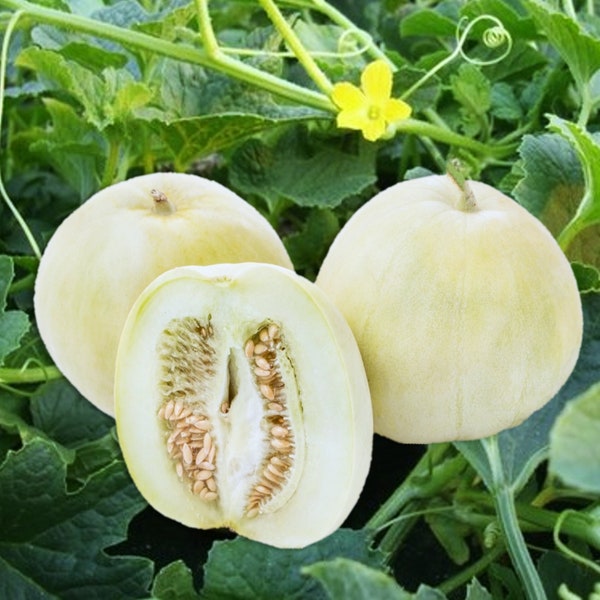 Bai Mibao Taiwan Melon Seeds | White Thin-Wall Muskmelon Chinese Honeydew Sakata Cantaloupe Hybrid Asian Seed For 2024 Season Fast Shipping