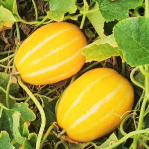 Early Silver Line Korean Melon Seeds | Chamoe Yellow Oriental Cantaloupe Ginkaku Asian Heirloom Fruit Seed For 2024 Season Fast Shipping