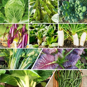 10 Asian Vegetable Seeds Mix Combination Pack |NonGMO Heirloom Garden Exotic Unique Seed Variety Mix Planting Gift Bundle 2024 Fast Shipping