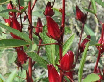 Red Hibiscus Roselle Seeds | Hibiscus sabdariffa Burmese Chin Baung Jamaican Sour Leaf Sorrel Jamaica Rosella Rau Chua Asian Herbs Seed 2022