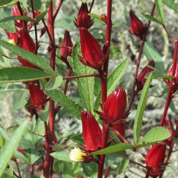 Roter Hibiskus Roselle Samen | Hibiscus Sabdariffa Burmese Chin Baung Jamaikanischer Sauerblatt-Sorrel Jamaika Asiatischer Kräutersamen Für 2024 Kostenloser Versand