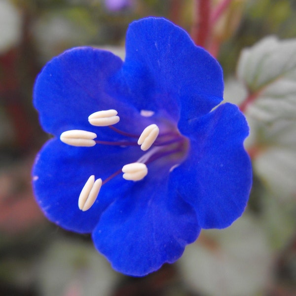 Kalifornische Glockenblumensamen | Phacelia Campanularia Desert Blue Bell Scorpionweed Dürretoleranter Blumensamen für die Saison 2024. Schneller Versand