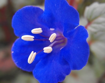 California Bluebell Seeds | Phacelia Campanularia Desert Blue Bell Scorpionweed Drought Tolerant Flower Seed For 2024 Season Fast Shipping