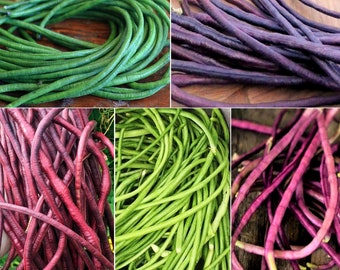 5 Farben Mix Yard Long Bean Seeds | Lila, grün, rot, rosa, weiße Mischung verschiedener stangenförmiger asiatischer Gemüsesamen der Saison 2024. Schneller Versand