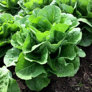 Parris Island Romaine Lettuce Seeds |  Cos Green Leaf Salad Spinach Rome Non GMO Heirloom USA Garden Vegetable Seed For 2024 Fast Shipping
