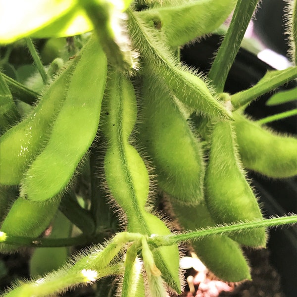 Midori gigantische Japanse Edamame-zaden | Niet-GMO planten van sojabonen Koreaanse Chinese sojabonen Aziatische groentezaden voor seizoen 2024 Snelle verzending