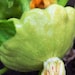 see more listings in the Cuke | Zuke | Patty Pan section