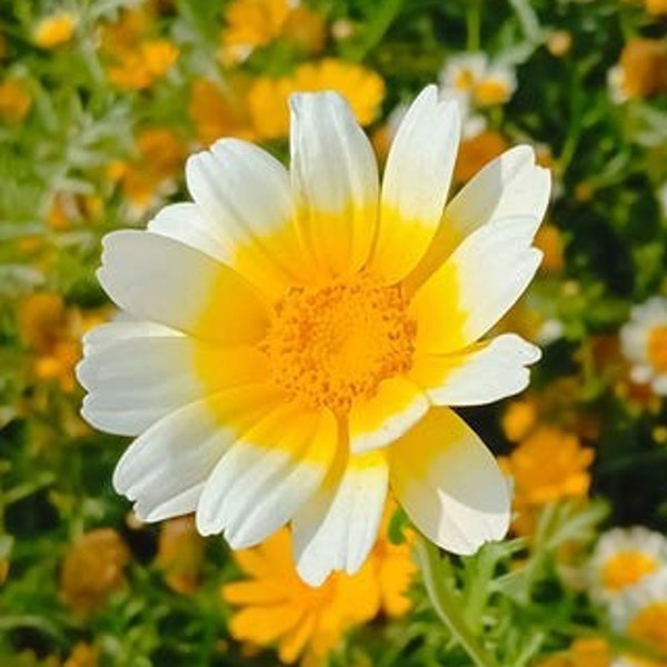 Garland Mix Daisy Flower Seeds | USA Garden Yellow White Chrysanthemum Sunflower Sun Seed Non GMO Heirloom 2024 Season Fast Shipping
