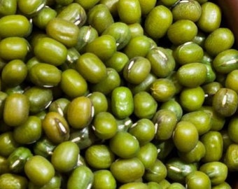 Mung Bean Seeds | USA Non GMO Green Vegetable Asian Peas Adzuki Cowpea Japanese Chinese Korean Cover Crop Seed For 2024 Season Fast Shipping