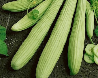 Armenian Cucumber Seeds | Yard Long Serpent Snake Melon Pale Green Wild Kakri Metki Chanbar Asian Vegetable Seed Fresh 2024 Fast Shipping