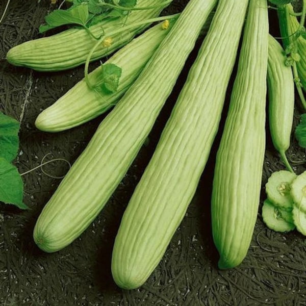 Armenian Cucumber Seeds | Yard Long Serpent Snake Melon Pale Green Wild Kakri Metki Chanbar Asian Vegetable Seed Fresh 2024 Fast Shipping