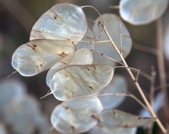 Money Plant Seeds | Non GMO Heirloom USA Lunaria Annual Honesty Silver Dollar Plant Wildflower Garden Flower House Plant Seed Live For 2024