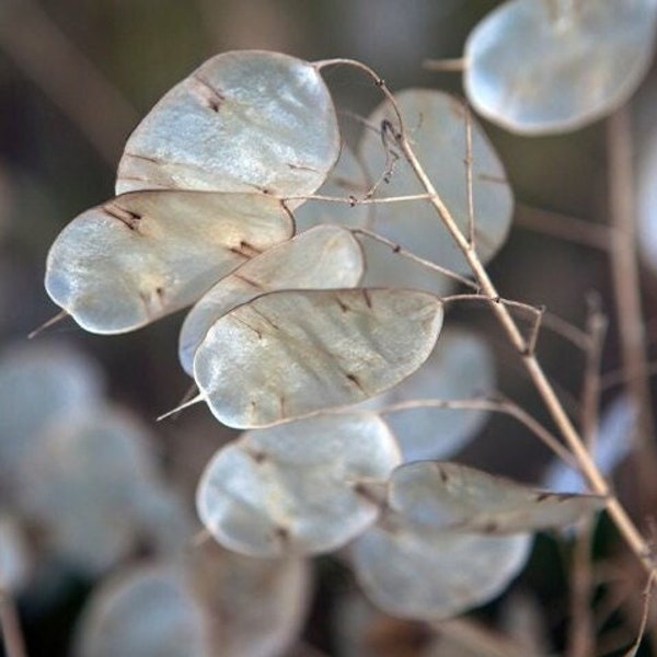 Geld plantenzaden | Niet-GMO erfstuk VS Lunaria Jaarlijkse eerlijkheid Silver Dollar Plant Wildflower Garden Flower House Plant Seed Live For 2024