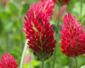 Crimson Clover Seeds | Cold Hardy Garden Flower Italian Blood Red Clovers Winter Annual Cover Crop Seed NonGMO For 2024 Season Fast Shipping