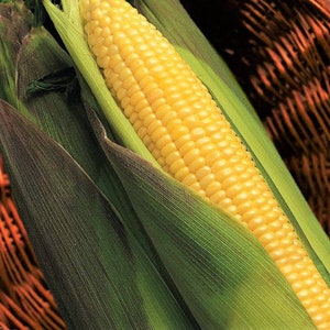 Kandy Korn Yellow Sweet Corn Seeds | Red Purple Husk EH Hybrid Untreated Golden Early Harvest Non GMO Vegetable Seed for 2024 Fast Shipping