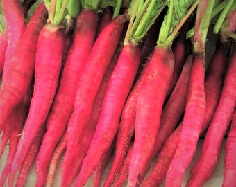 Fire Candle Radish Seeds | Raphanus Sativus Long Red Radishes Carrot Icicle Rose Pink Daikon Root Vegetable Seed For 2024 Fast Shipping