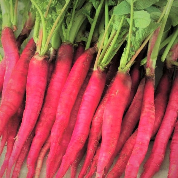 Fire Candle Radish Seeds | Raphanus Sativus Long Red Radishes Carrot Icicle Rose Pink Daikon Root Vegetable Seed For 2024 Fast Shipping