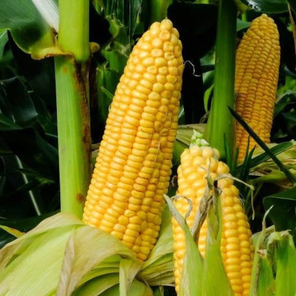 Honey Select Triple Sweet Yellow Corn Seeds | AAS Winner Yellow SY Synergistic Hybrid Untreated USA Vegetable Seed 2024 Season Fast Shipping