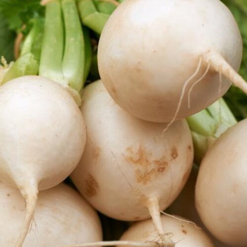 Shogoin Japanese Turnip Seeds Nongmo Heirloom Garden Hakurei Etsy