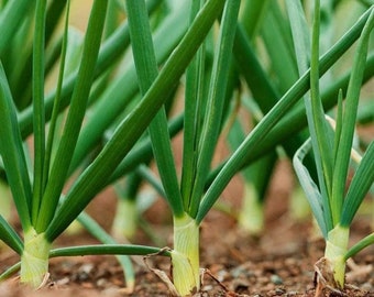 Tokyo Long Bunching Green Onion Seeds | Scallion Spring Onions Growing Herb Garden Container Chives Asian Vegetable Seed 2024 Fast Shipping