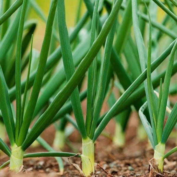 Tokyo Long Bunching Green Onion Seeds | Scallion Spring Onions Growing Herb Garden Container Chives Asian Vegetable Seed 2024 Fast Shipping