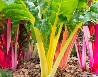 Northern Lights Mix Swiss Chard Seeds | Yellow, Red, Pink White Rainbow Neon Bright Kale Leaf Beet Spinach Vegetable Seed 2024 Fast Shipping