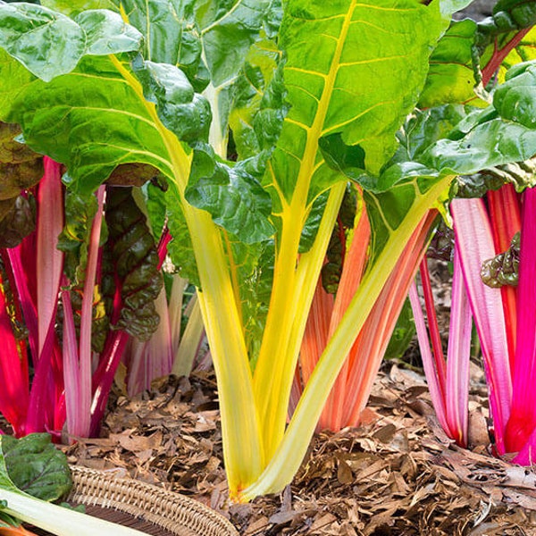 Northern Lights Mix Swiss Chard Seeds | Yellow, Red, Pink White Rainbow Neon Bright Kale Leaf Beet Spinach Vegetable Seed 2024 Fast Shipping