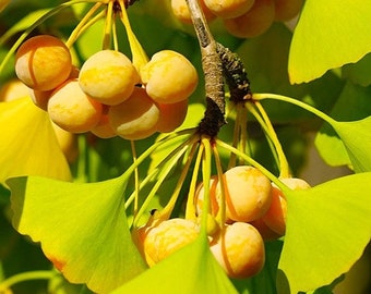 Ginkgo Biloba Tree Seeds | Maidenhair Gingko Fossil Silver Apricot Ginko Nut Fruit Cashew Perennial Trees Seed For 2024 Season Fast Shipping