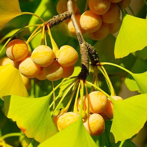 Ginkgo Biloba Tree Seeds | Maidenhair Gingko Fossil Silver Apricot Ginko Nut Fruit Cashew Perennial Trees Seed For 2024 Season Fast Shipping