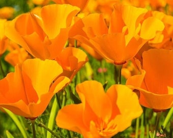 Giant Orange California Poppy Seeds | Eschscholzia Cup of Gold State Hot Weather Perennial Garden Flower Seed For 2024 Season Fast Shipping