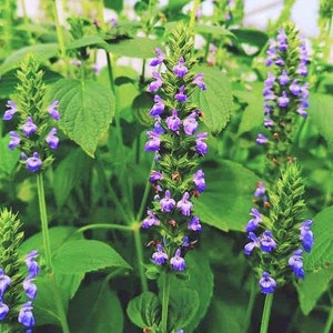 Chia Seeds Salvia Hispanica Herb Seed Purple White Flowers Mint Pseudocereal Plant Growing Seed Non GMO 2024 Season Fast Shipping image 1