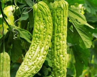 Green Skin Bitter Melon Seeds | Bitter Gourd Indian Karela Squash Chinese FuGua Garden US Asian Vegetable Seed For 2024 Season Free Shipping