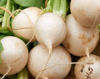 Shogoin Japanese Turnip Seeds | NonGMO Heirloom Garden Hakurei Daikon Radish Potato White Asian Vegetable Seed For 2024 Season Fast Shipping