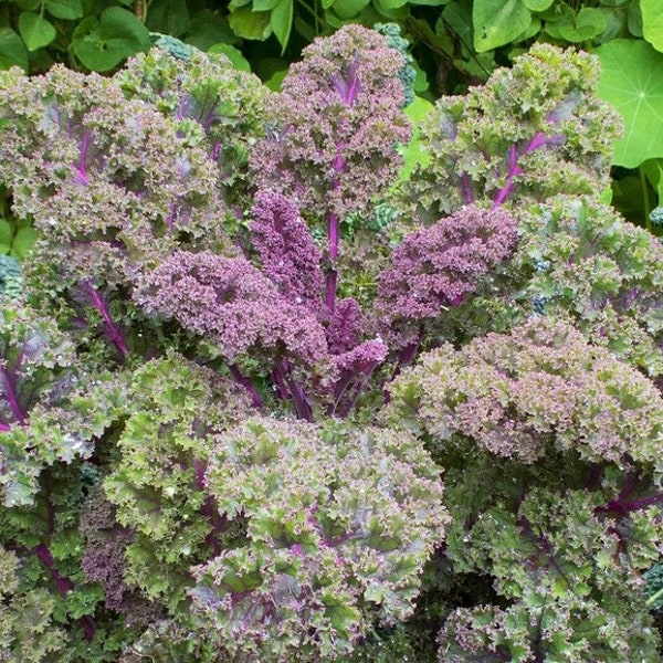 Red Russian Kale Seeds | Siberian Buda Rouge Purple Vein Collard Green Leaf Spinach Lettuce Garden Vegetable Seed 2024 Season Fast Shipping