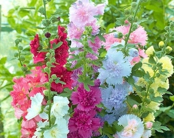 Summer Carnival Hollyhocks Seeds | Alcea Rosea Garden Flower Rose Seed Plant Vegetable Seed NonGMO Heirloom For 2024 Season Fast Shipping