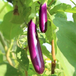 Long Purple Eggplant Seeds | Aubergine Italian Violet Brinjal Guinea Summer Squash Heirloom Vegetable Seeds For 2024 Season Fast Shipping
