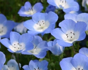 Baby Blue Eyes Seeds | Nemophila Menziesii Sky Blue Drought Tolerant Japanese Hitachi Baby Shower Flower Seed For 2024 Season Fast Shipping