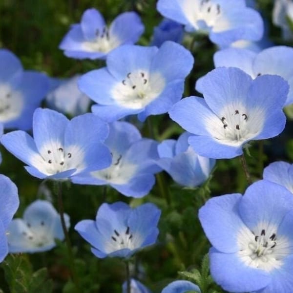 Baby Blue Eyes Seeds | Nemophila Menziesii Sky Blue Drought Tolerant Japanese Hitachi Baby Shower Flower Seed For 2024 Season Fast Shipping